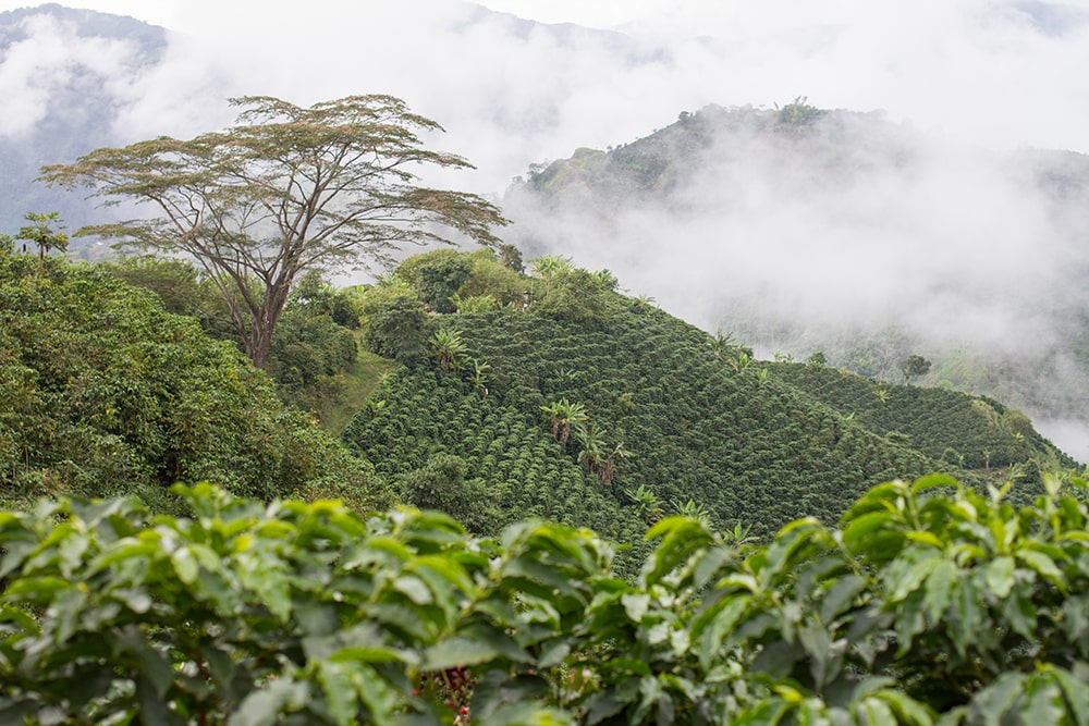 Colombia - bean story