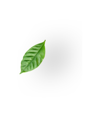 sustainability leaf image